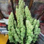 afghani-kush-autoflower-strain-seeds-cannabis