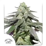 marijuana-seeds-buy-best-usa-thc-cannabis