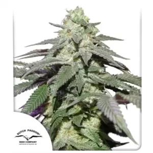 marijuana-seeds-buy-best-usa-thc-cannabis