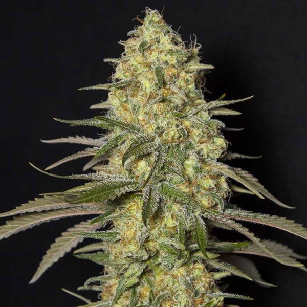 Biscotti Feminized Seeds - 1seeds