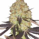 biscotti-feminized-cannabis-seeds-strain-usa-marijuana-1seeds