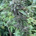 marijuana-seeds-buy-best-usa-thc-cannabis