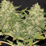 lemon-haze-autoflower-cannabis-seeds-1seeds-usa-buy