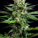 marijuana-seeds-usa-thc