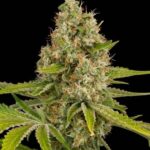 og-kush-autoflower-seeds-cannabis-usa-1seeds-buy