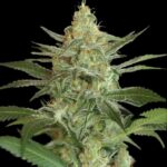 og-kush-autoflower-seeds-cannabis-usa-1seeds-buy
