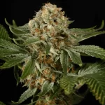 marijuana-OG-kush-autoflower-seeds-buy-usa