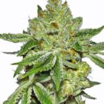 super-lemon-haze-autoflower-seeds-1seeds-usa