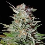 lemon-haze-autoflower-cannabis-seeds-1seeds-usa-buy