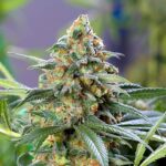 marijuana-seeds-buy-best-usa-thc-cannabis