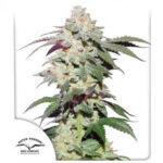 skywalker-haze-autoflower-marijuana-seeds-buy-best-usa-thc-cannabis