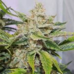 skywalker-haze-autoflower-marijuana-seeds-buy-best-usa-thc-cannabis