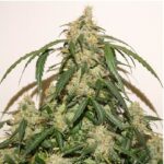 skywalker-haze-autoflower-marijuana-seeds-buy-best-usa-thc-cannabis