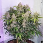 skywalker-haze-strain-autoflower-seeds-marijuana-usa