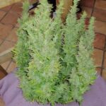 super-lemon-haze-autoflower-strain-marijuana-seeds-usa-1seeds