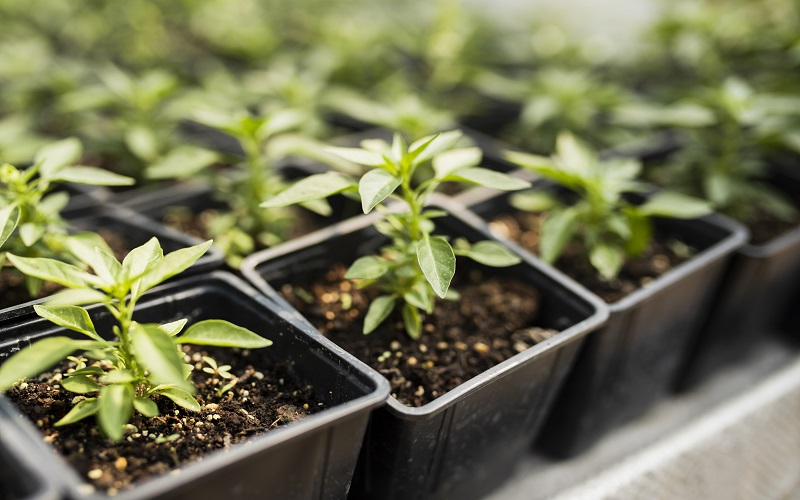 growing cannabis seeds