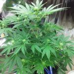 white-widow-auto-plant-cannabis-seeds