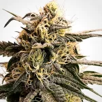 acapulco-gold-feminized-seeds-cannabis-