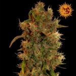 Acapulco Gold Feminized Seeds - 1 Seeds