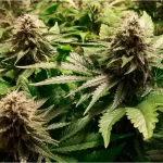 acapulco-gold-feminized-seeds-cannabis-