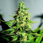 acapulco-gold-feminized-seeds-cannabis-usa