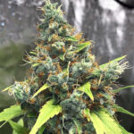 acapulco-gold-feminized-seeds-cannabis-usa