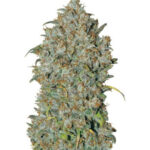 mexican-airlines-autoflower-marijuana-seeds-strain-1seeds