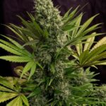 white-rhino-feminized-seeds-cannabis-1seeds-buy