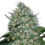 white-rhino-feminized-seeds-cannabis-1seeds