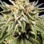 white-rhino-feminized-seeds-cannabis-1seeds-buy
