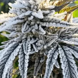 white-rhino-feminized-seeds-cannabis-1seeds-buy