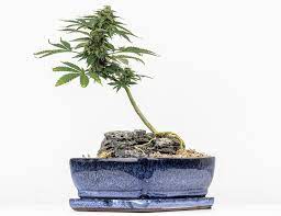 cannabonsai-cannabis-bonsai-seeds-1seeds
