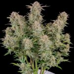 mexican-airlines-autoflower-cannabis-seeds-1seeds