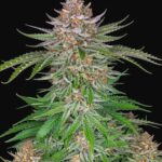 mexican-airlines-autoflower-marijauna-seeds-strain-cannabis-usa