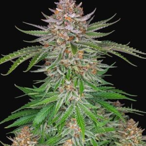 mexican-airlines-autoflower-marijauna-seeds-strain-cannabis-usa