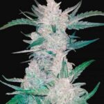 mexican-airlines-autoflower-marijuana-seeds