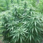white-rino-feminized-strain-seeds-cannabis-usa