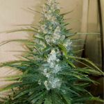 gorilla-glue-autoflower-marijuana-seeds-strain-usa-single-cannabis