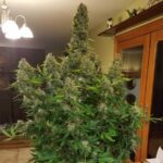 gorilla-glue-auto-marijuana-seeds-cannabis