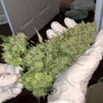 gorilla-glue-autoflower-marijuana-seeds-strain-usa-single-cannabis