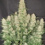 gorilla-glue-autoflower-marijuana-seeds-strain-usa-single-cannabis