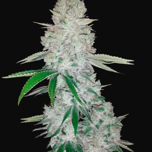 gorilla-glue-autoflower-marijuana-seeds-strain-usa-single-cannabis