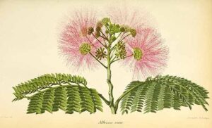 mimosa-artwork-plant-marijuana-seeds