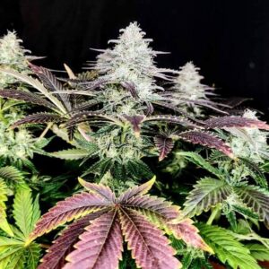 mimosa-feminized-cannabis-seeds-strain-usa-marijuana-single