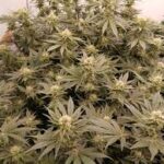 mimosa-feminized-seeds-cannabis-strain-marijuana-usa