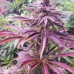 mimosa-feminized-cannabis-seeds-strain-usa-marijuana-single