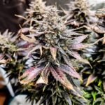 mimosa-feminized-cannabis-seeds-strain-usa-marijuana-single