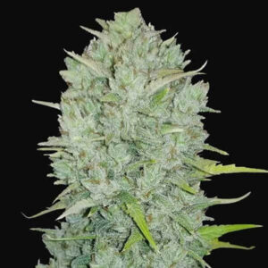 northern-lights-autoflower-marijauna-seeds-strain-cannabis-usa-single