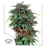 durban-poison-feminized-seeds-cannabis-strain-usa-marijuana-best