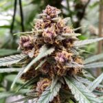 durban-poison-feminized-seeds-cannabis-strain-usa-marijuana-best